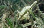 Straplweed filefish (Pseudomonacanthus macrurus)