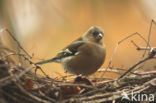 Chaffinch (Fringilla coelebs)