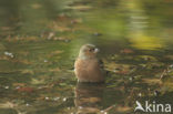 Chaffinch (Fringilla coelebs)