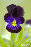 Viooltje (Viola spec.)