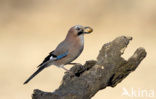 Vlaamse Gaai (Garrulus glandarius)