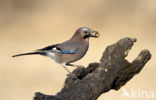 Eurasian Jay (Garrulus glandarius)