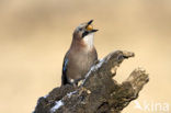 Eurasian Jay (Garrulus glandarius)