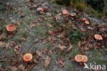 Vliegenzwam (Amanita muscaria)