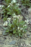 Vroegeling (Erophila verna)