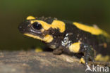 Vuursalamander (Salamandra salamandra) 