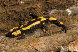 Vuursalamander (Salamandra salamandra) 