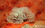 Fanworm (Sabellastarte sp.)