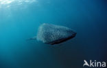 Whale shark (Rhincodon typus) 