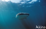 Whale shark (Rhincodon typus) 