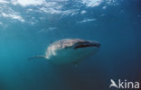 Whale shark (Rhincodon typus) 