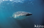 Whale shark (Rhincodon typus) 