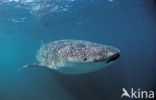 Whale shark (Rhincodon typus) 