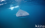 Whale shark (Rhincodon typus) 