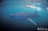 Whale shark (Rhincodon typus) 