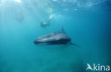 Whale shark (Rhincodon typus) 