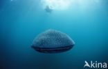 Whale shark (Rhincodon typus) 