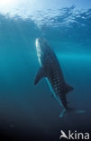 Whale shark (Rhincodon typus) 