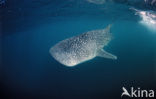 Whale shark (Rhincodon typus) 