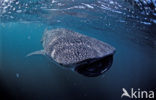 Whale shark (Rhincodon typus) 