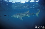 Walvishaai (Rhincodon typus) 