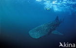 Whale shark (Rhincodon typus) 