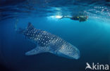 Whale shark (Rhincodon typus) 