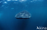 Whale shark (Rhincodon typus) 