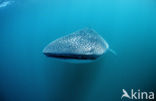 Whale shark (Rhincodon typus) 