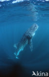 Whale shark (Rhincodon typus) 