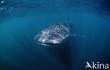 Whale shark (Rhincodon typus) 