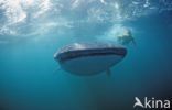 Whale shark (Rhincodon typus) 