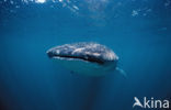 Whale shark (Rhincodon typus) 