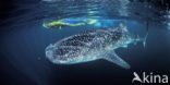 Whale shark (Rhincodon typus) 