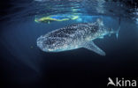 Whale shark (Rhincodon typus) 