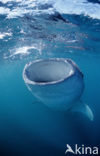 Whale shark (Rhincodon typus) 