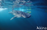 Whale shark (Rhincodon typus) 