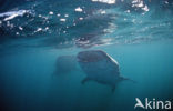 Whale shark (Rhincodon typus) 