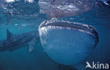 Whale shark (Rhincodon typus) 