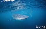 Whale shark (Rhincodon typus) 