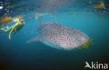 Whale shark (Rhincodon typus) 