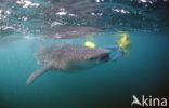 Whale shark (Rhincodon typus) 