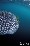 Whale shark (Rhincodon typus) 