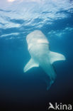 Whale shark (Rhincodon typus) 