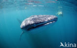 Whale shark (Rhincodon typus) 