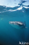 Whale shark (Rhincodon typus) 