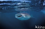 Whale shark (Rhincodon typus) 