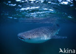 Whale shark (Rhincodon typus) 