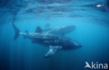 Whale shark (Rhincodon typus) 