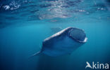 Whale shark (Rhincodon typus) 